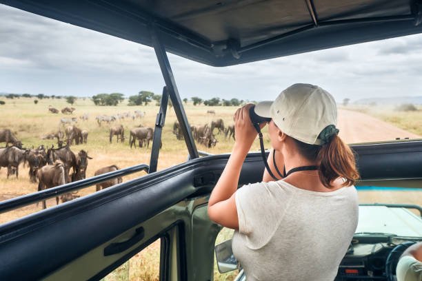 Wildlife Safaris