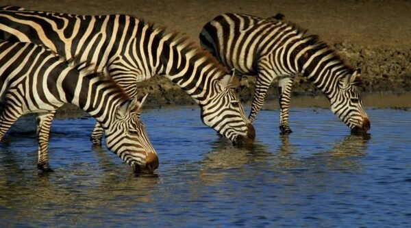 Luxury 5 Days Serengeti migration Safari - Image 4