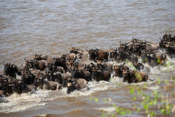 Luxury 5 Days Serengeti migration Safari - Image 3
