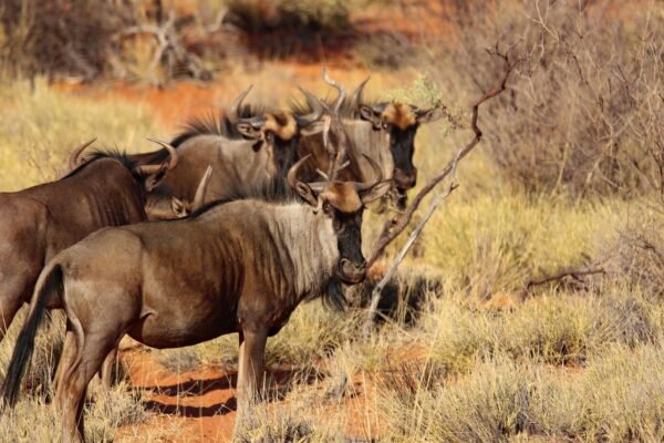 Luxury 7 Days Serengeti migration Safari