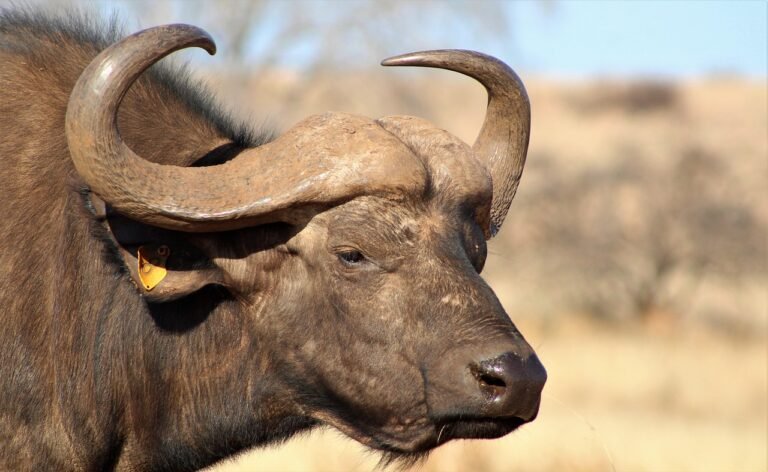 Luxury 6 Days Tanzania Big 5 Safari Itinerary