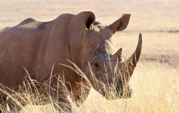 5 Days Tanzania Luxury Safari from Zanzibar, Zanzibar to Serengeti Safari, Big Five in Tanzania