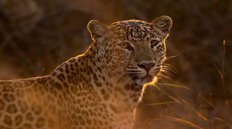 https://www.tanzania-royal-tour.com/itinerary/4-days-tanzania-luxury-safari-from-zanzibar/