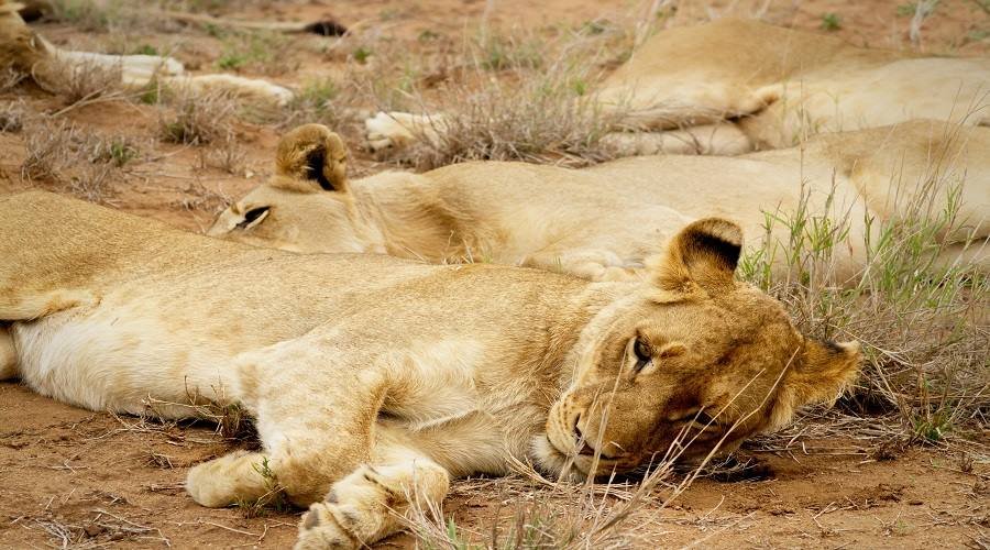 3 Days Private Luxury Safari from Zanzibar, Zanzibar to Serengeti Private Safari,