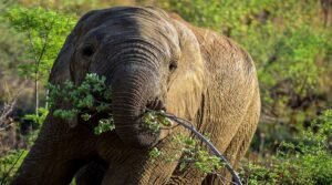 6 Days Tanzania Budget Camping Safari from Arusha